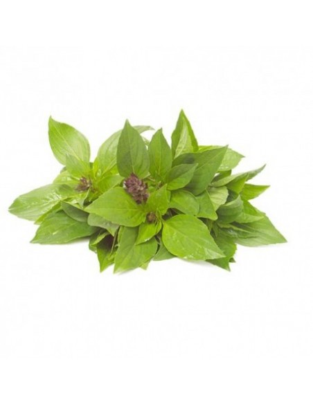 Basilic Thaï en pot de 2L Pépinière de la TAMOA Plantes aromatiques