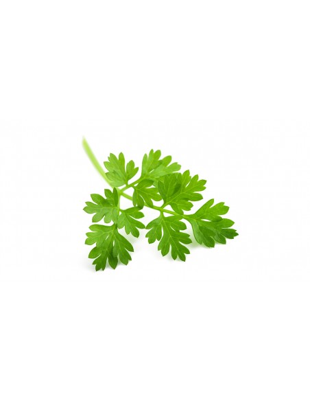Cerfeuil en pot P12 cm Pépinière de la TAMOA Plantes aromatiques