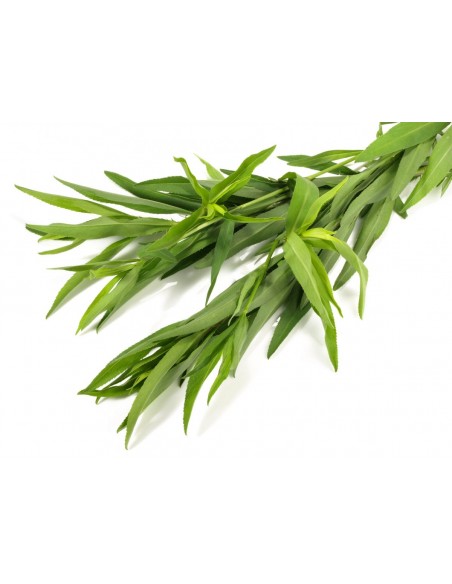 Estragon en pot P12 cm  Plantes aromatiques