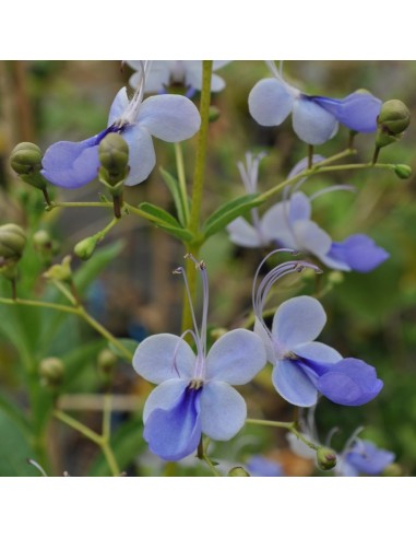 Clerodendron fleur bleue Pépinière de la TAMOA Arbuste fleuri