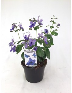 Clerodendron fleur bleue Pépinière de la TAMOA Arbuste fleuri