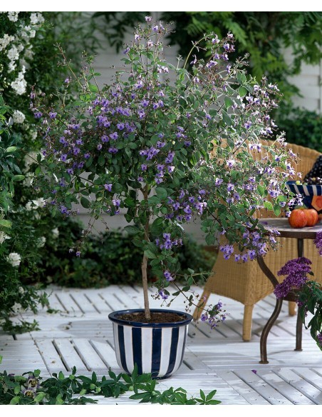 Clerodendron fleur bleue Pépinière de la TAMOA Arbuste fleuri