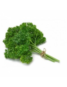 Persil frisé en pot 12 cm Pépinière de la TAMOA Plantes aromatiques