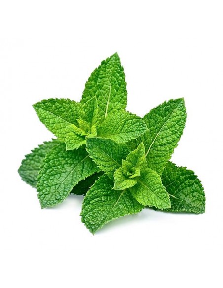 Menthe verte en pot P12 cm Pépinière de la TAMOA Plante aromatique