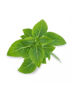 Basilic fin vert en pot P12 cm  Plante aromatique