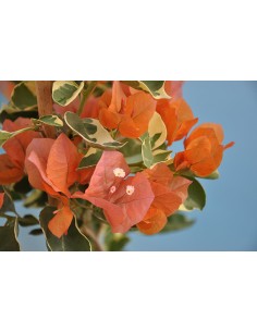 Bougainvillier panaché- Pot de 2 litres Pépinière de la TAMOA Arbuste