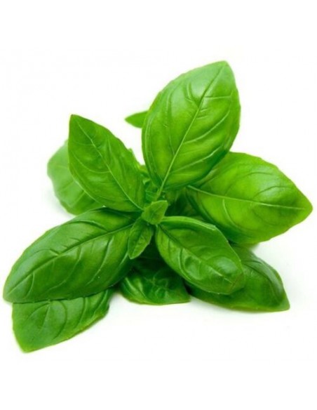 Basilic grand vert en pot 12 cm Pépinière de la TAMOA Plante aromatique