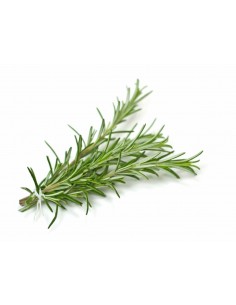 Romarin en pot P12 cm  Plantes aromatiques