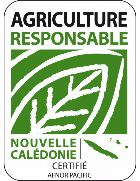 Marjolaine en pot P12 cm Pépinière de la TAMOA Plantes aromatiques