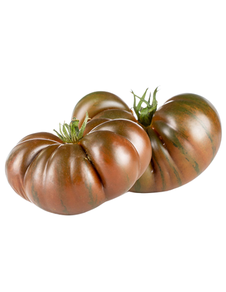 Tomate noire de Crimée en godet Pépinière de la TAMOA Plants du potager