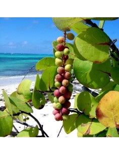 Raisin du bord de mer Pépinière de la TAMOA Arbuste fleuri 2