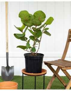 Raisin du bord de mer Pépinière de la TAMOA Arbuste fleuri