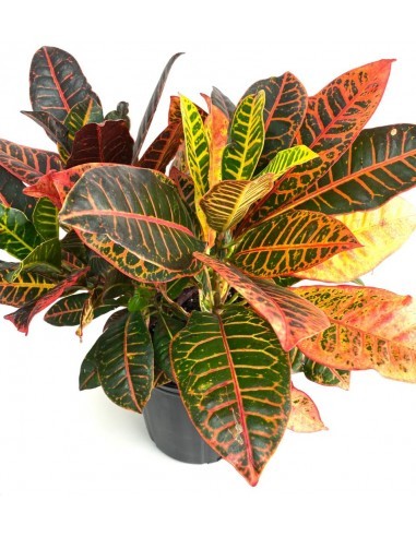 Croton - Codiaeum Variegatum - Pot 5L  Arbustes