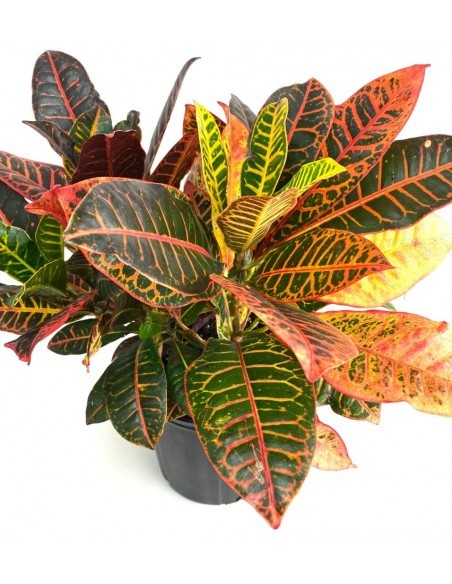 Croton - Codiaeum Variegatum - Pot 5L  Arbustes