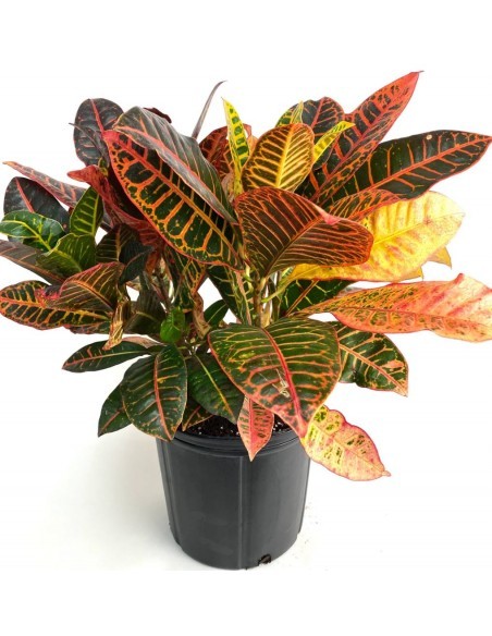 Croton - Codiaeum Variegatum - Pot 5L  Arbustes