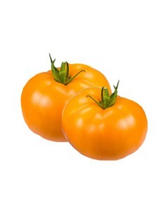 Tomate - Orange Wellington en godet Pépinière de la TAMOA Plants du potager