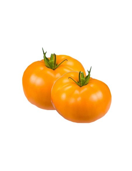 Tomate - Orange Wellington en godet Pépinière de la TAMOA Plants du potager