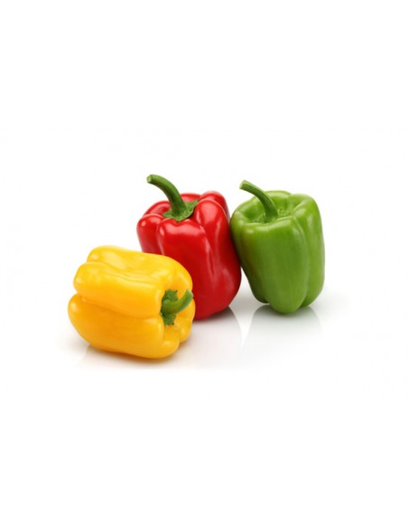 Poivron Yolo Wonder en godet Pépinière de la TAMOA Plants du potager