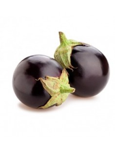 Aubergine Black Beauty en godet Pépinière de la TAMOA Plants du potager