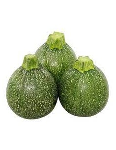 Courgette ronde de Nice en godet Pépinière de la TAMOA Plants du potager