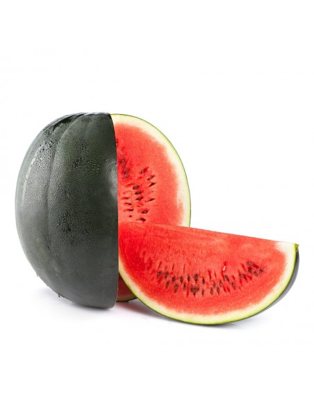 Pastèque Sugar Baby en godet Pépinière de la TAMOA Plants du potager