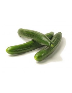 Concombre Tanja en godet Pépinière de la TAMOA Plants du potager