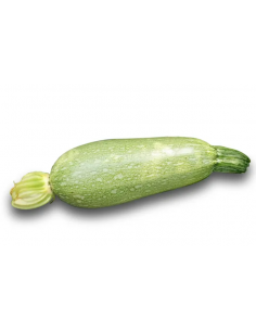 Courgette verte d'Alger en godet Pépinière de la TAMOA Plants du potager