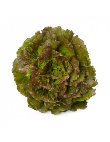 Salade Laitue Batavia "Novelski" en barquette Pépinière de la TAMOA Plants du potager