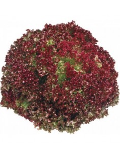 Laitue LOLLO Rouge Pépinière de la TAMOA Plants du potager