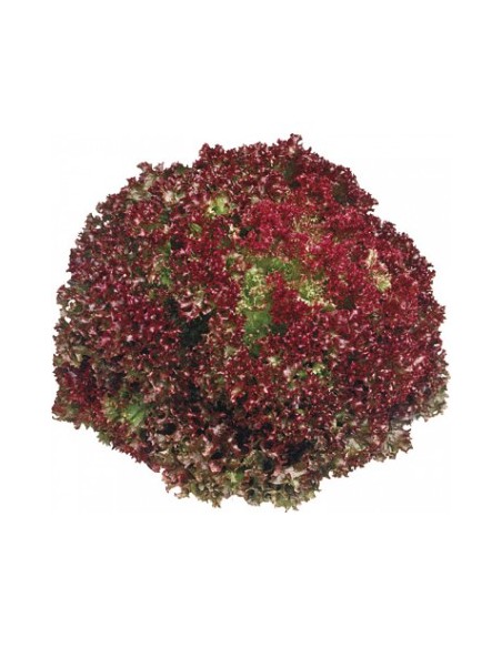 Laitue LOLLO Rouge Pépinière de la TAMOA Plants du potager