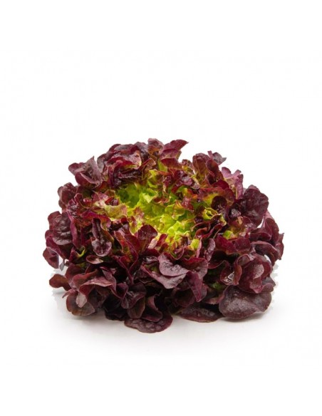 Salade feuille de chêne Eluarde Pépinière de la TAMOA Plants du potager