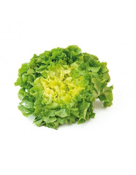 Laitue chicorée scarole en barquette de 6 Pépinière de la TAMOA Plants du potager