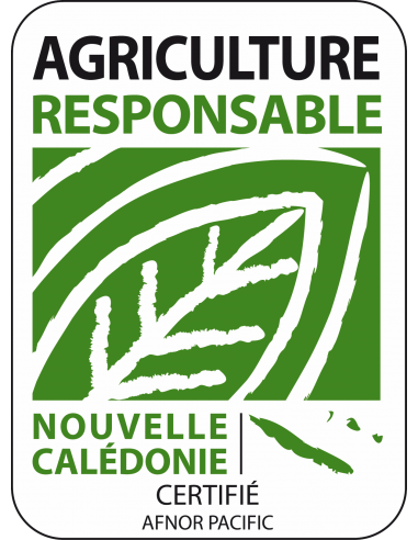 Poivron Jaune en godet Pépinière de la TAMOA Plants du potager