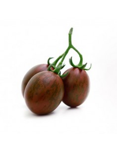 Tomate Cookie F1 en godet Pépinière de la TAMOA Plants du potager