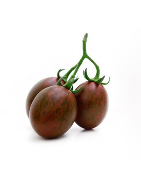 Tomate Cookie F1 en godet Pépinière de la TAMOA Plants du potager