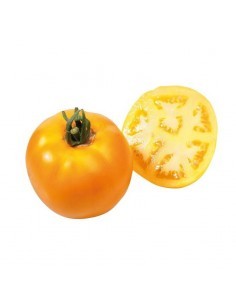 Tomate Lemon Boy en godet Pépinière de la TAMOA Plants du potager