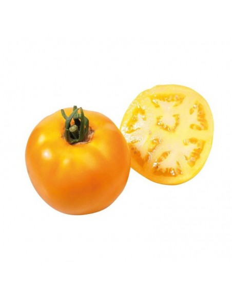 Tomate Lemon Boy en godet Pépinière de la TAMOA Plants du potager