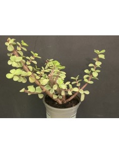 Arbre de Jade - 2 litres Pépinière de la TAMOA Arbustes 2