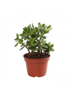 Arbre de Jade - 2 litres Pépinière de la TAMOA Arbustes