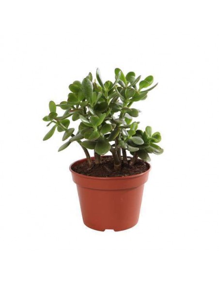 Arbre de Jade - P9 Pépinière de la TAMOA Arbustes