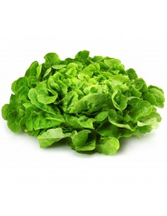 Laitue Feuille de chêne blonde en barquette  Plants du potager