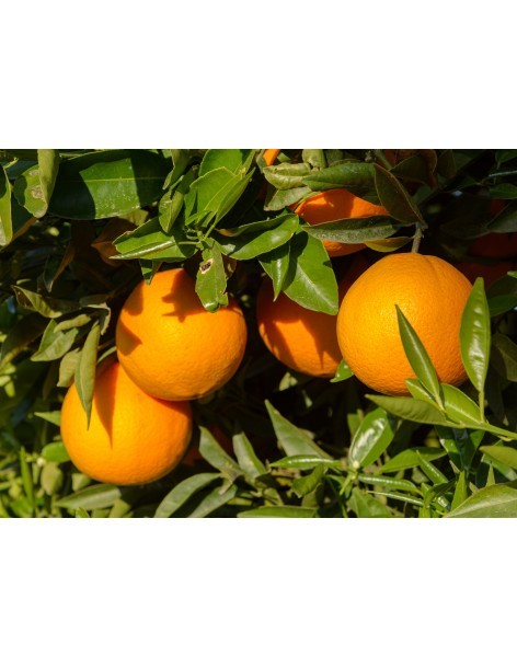 Oranger Pineapple pot 4L  Arbres & arbustes fruitiers