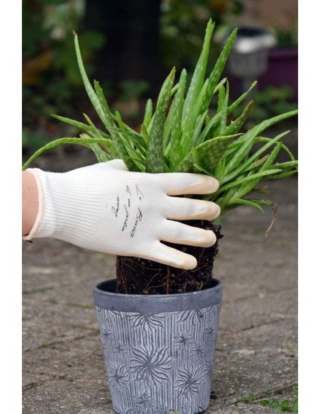 Gants femme parfumés Nude - ROSTAING Rostaing Gants