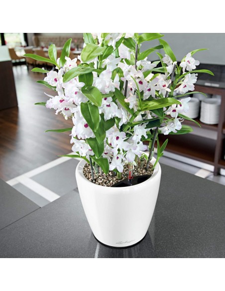 Pot à Réserve d'eau Classico Blanc - LECHUZA Lechuza Pot à réserve d'eau