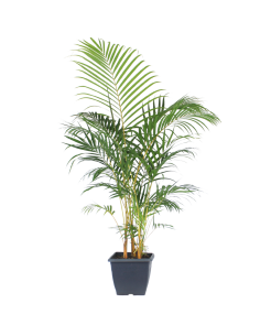 Palmier multipliant - Dypsis Lutescens - 9L  Palmier