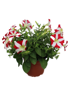 Pétunia collection - P14  Plante à massif 2