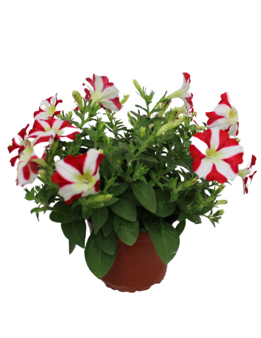 Pétunia collection - P14  Plante à massif