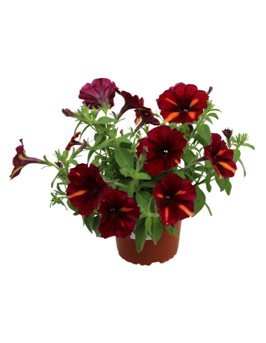 Pétunia collection - P14  Plante à massif
