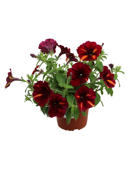 Pétunia collection - P14  Plante à massif