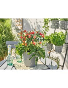 Tomate Plumbrella Rosy Pink - 2 litres Pépinière de la TAMOA Plants du potager